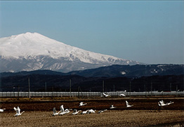 平成29年1月