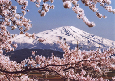 庄内町より桜の花と鳥海山