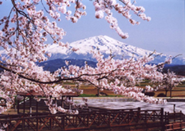 小出沼から鳥海山と桜花