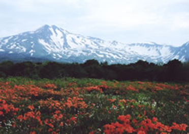 鳥海山・桑の木台湿原