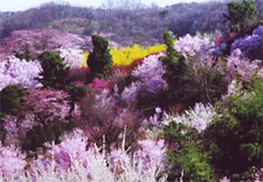 福島市　花見山